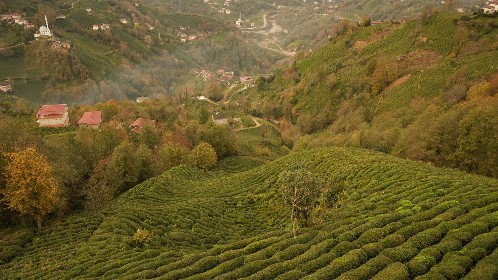 Çayeli, Trabzon