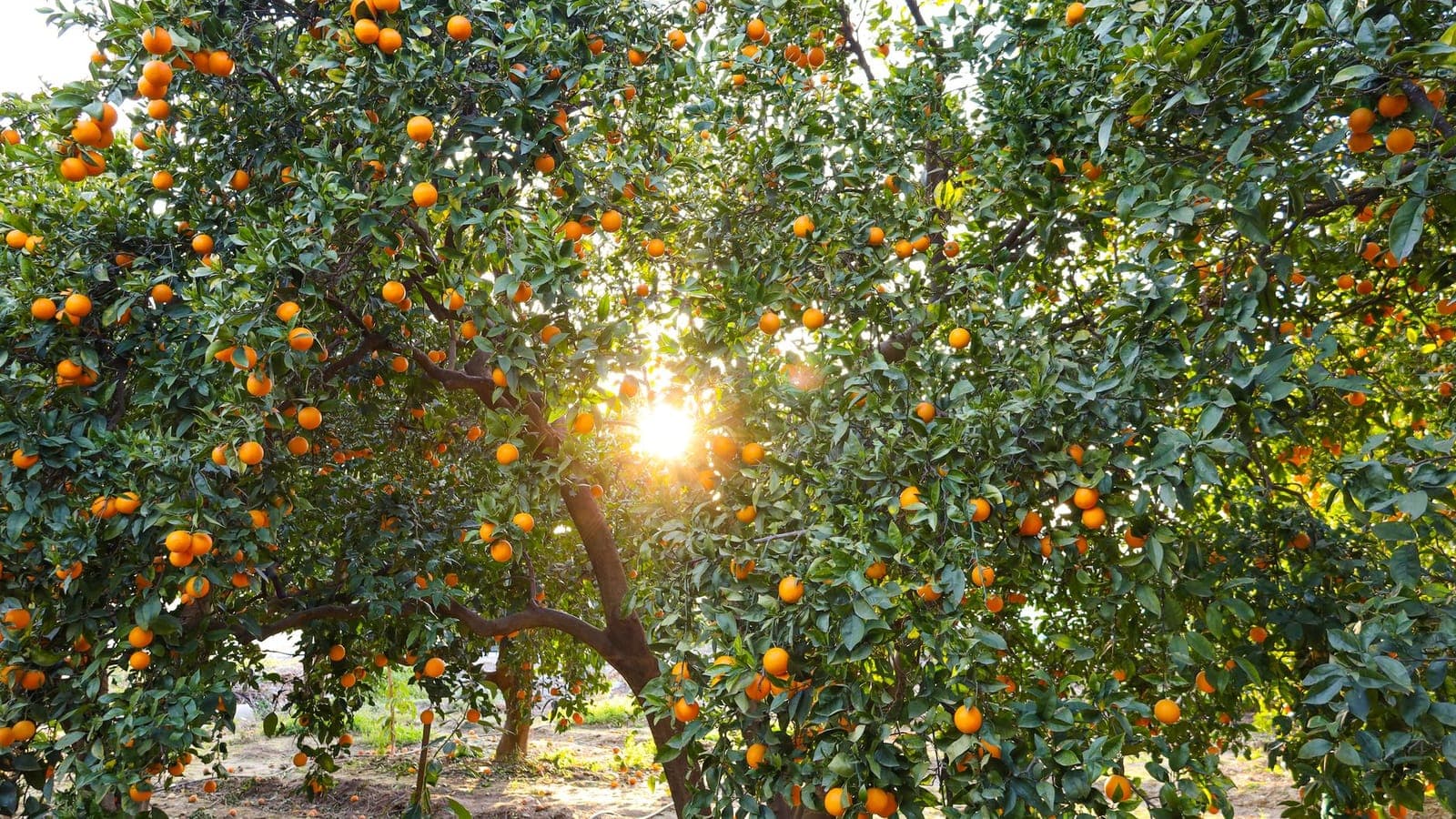 Kozan, Adana